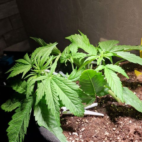Do-Si-Dos Auto #1 growlog timeline photo