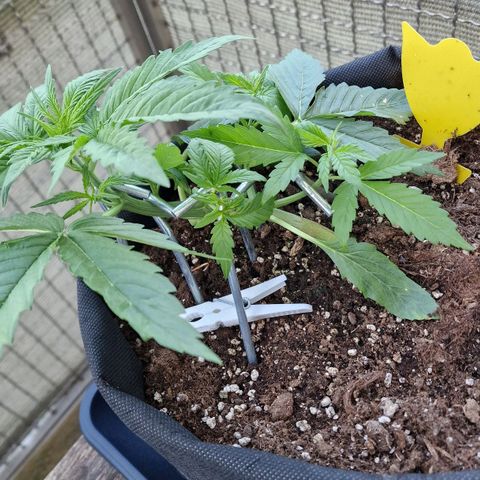 Do-Si-Dos Auto #1 growlog timeline photo