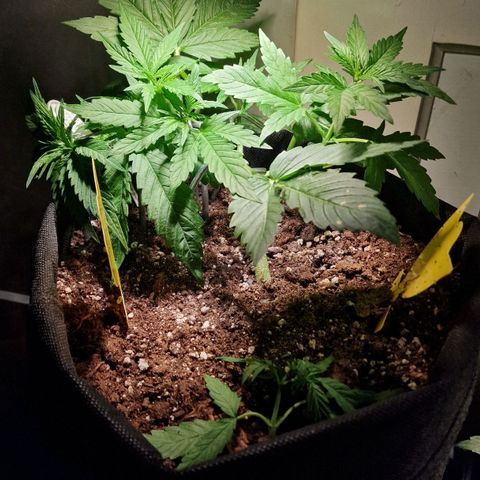 Do-Si-Dos Auto #1 growlog timeline photo