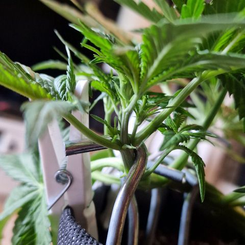 Do-Si-Dos Auto #1 growlog timeline photo