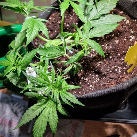 Do-Si-Dos Auto #1 growlog timeline photo