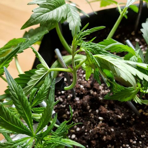 Do-Si-Dos Auto #1 growlog timeline photo