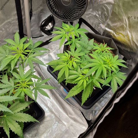 Do-Si-Dos Auto #1 growlog timeline photo