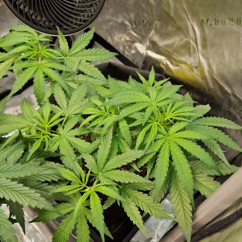 Do-Si-Dos Auto #1 growlog photo: 3 Uhr früh