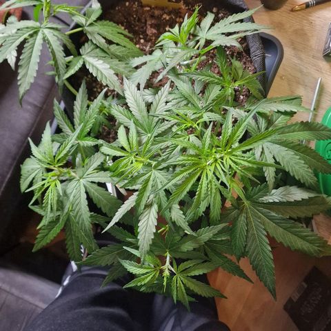 Do-Si-Dos Auto #1 growlog photo: 20 Uhr