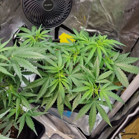 Do-Si-Dos Auto #1 growlog timeline photo