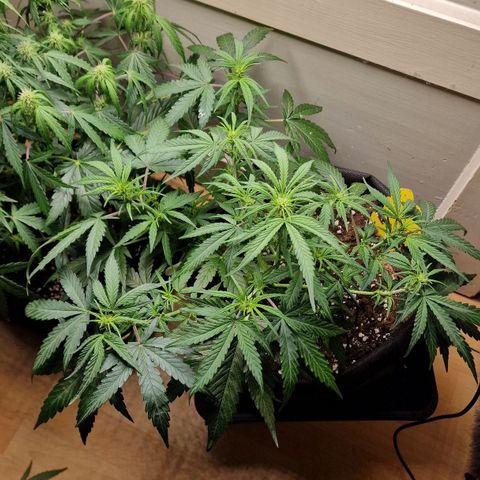 Do-Si-Dos Auto #1 growlog photo: Zelt stand für ein paar Tage im Keller, Luftfeuchtigkeit zu hoch, Provisorium eingerichtet