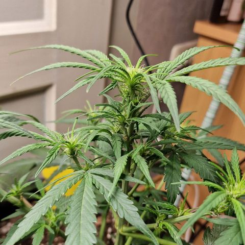 Do-Si-Dos Auto #1 growlog photo: 12 Uhr