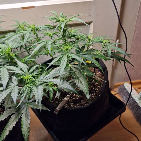 Do-Si-Dos Auto #1 growlog photo: 12 Uhr
