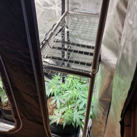 Do-Si-Dos Auto #1 growlog photo: 18 Uhr, Zelt wieder aufgebaut