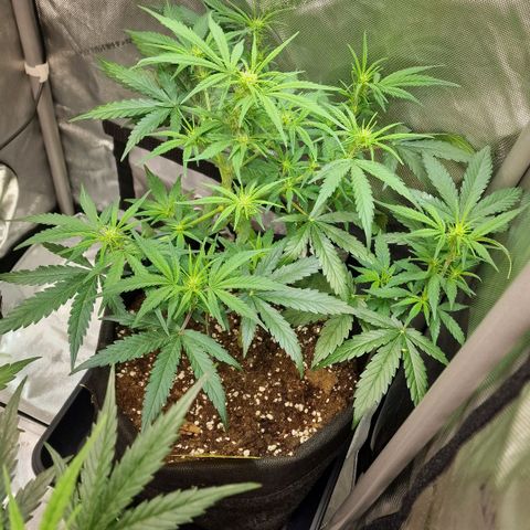 Do-Si-Dos Auto #1 growlog photo: 7 Uhr