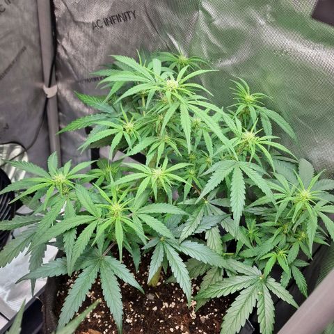 Do-Si-Dos Auto #1 growlog photo: 23 Uhr