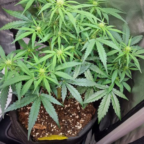 Do-Si-Dos Auto #1 growlog photo: 8 Uhr