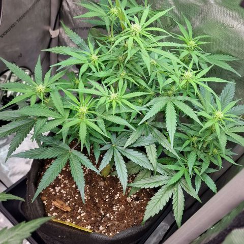 Do-Si-Dos Auto #1 growlog photo: 7:30 Uhr