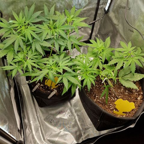 Do-Si-Dos Auto #1 growlog photo: Erstes aufbauen des neuen Growsetups
Anfangs nur 60x60 Kammer genutzt