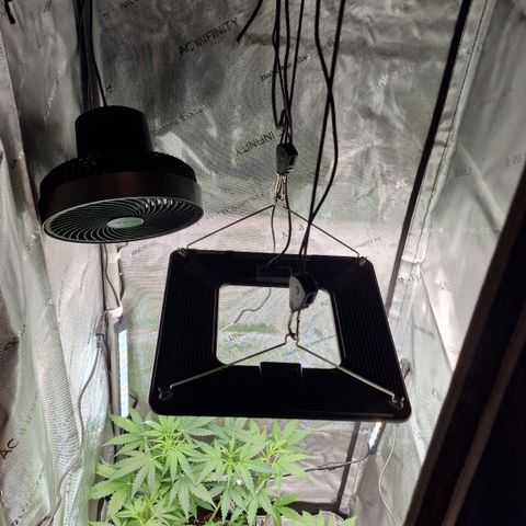 Do-Si-Dos Auto #1 growlog photo: Erstes aufbauen des neuen Growsetups
Anfangs nur 60x60 Kammer genutzt