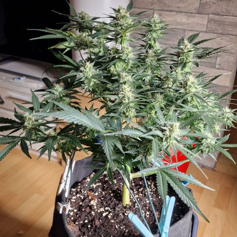 Do-Si-Dos Auto #1 growlog photo: Trimmen schon lange überfällig, bisher keine Zeit gehabt