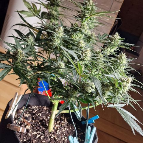 Do-Si-Dos Auto #1 growlog photo: Trimmen schon lange überfällig, bisher keine Zeit gehabt