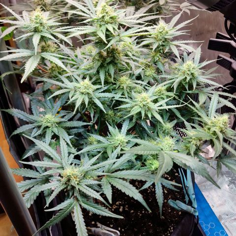 Do-Si-Dos Auto #1 growlog photo: Trimmen schon lange überfällig, bisher keine Zeit gehabt