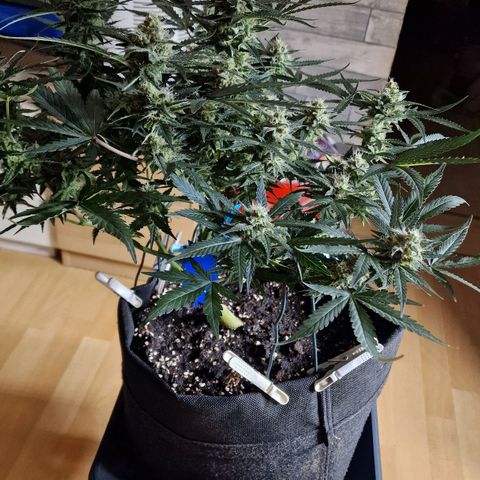 Do-Si-Dos Auto #1 growlog timeline photo