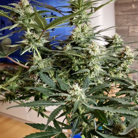 Do-Si-Dos Auto #1 growlog timeline photo