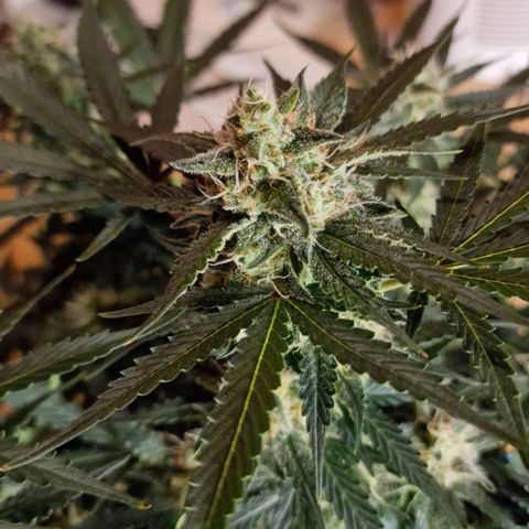 Do-Si-Dos Auto #1 growlog timeline photo