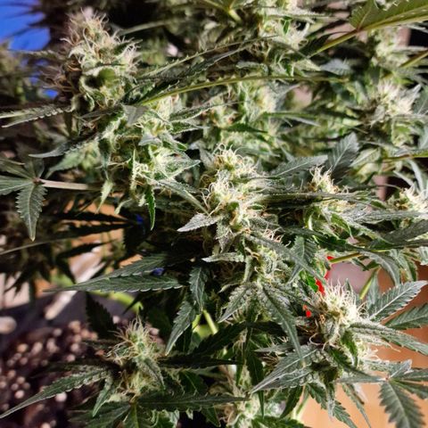 Do-Si-Dos Auto #1 growlog timeline photo