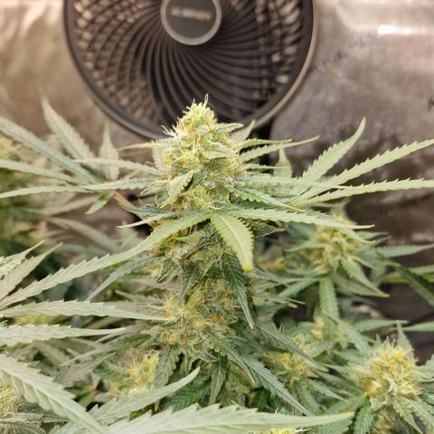 Do-Si-Dos Auto #1 growlog timeline photo