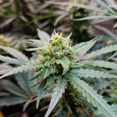 Do-Si-Dos Auto #1 growlog timeline photo