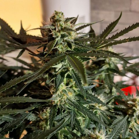 Do-Si-Dos Auto #1 growlog timeline photo