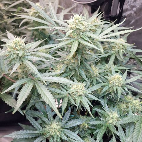 Do-Si-Dos Auto #1 growlog timeline photo