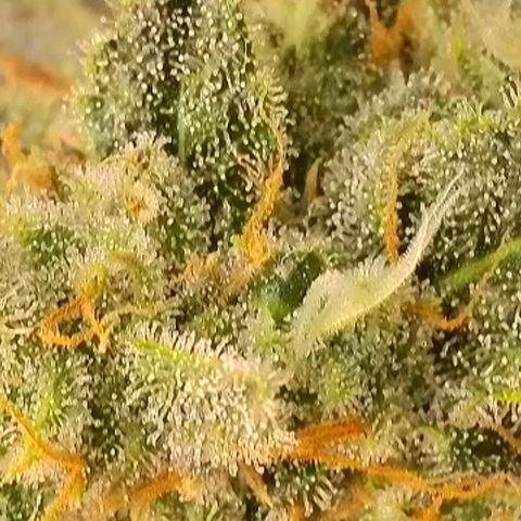 Do-Si-Dos Auto #1 growlog photo: Mikroskopaufnahmen