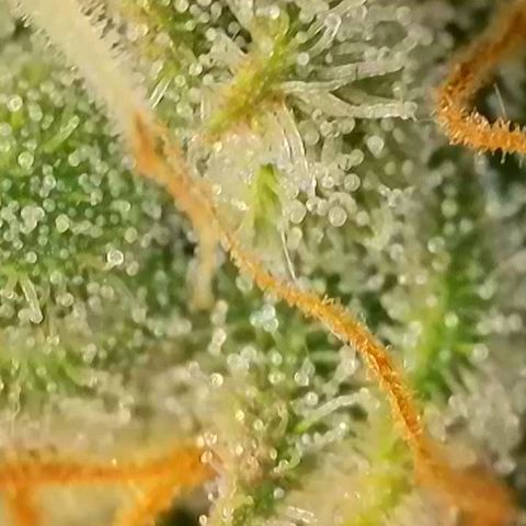 Do-Si-Dos Auto #1 growlog photo: Mikroskopaufnahmen