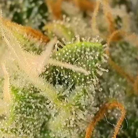 Do-Si-Dos Auto #1 growlog photo: Mikroskopaufnahmen