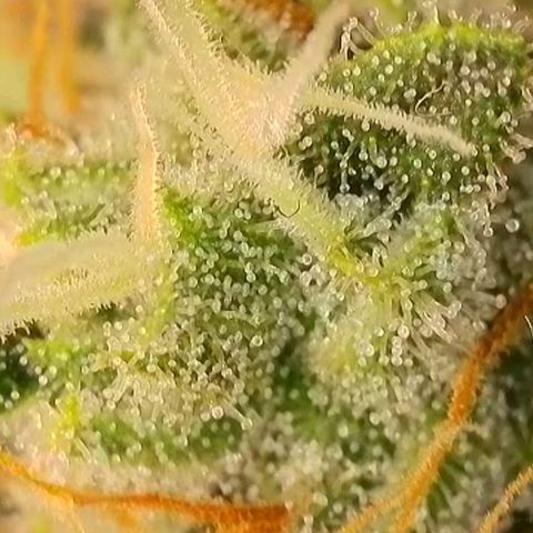 Do-Si-Dos Auto #1 growlog photo: Mikroskopaufnahmen
