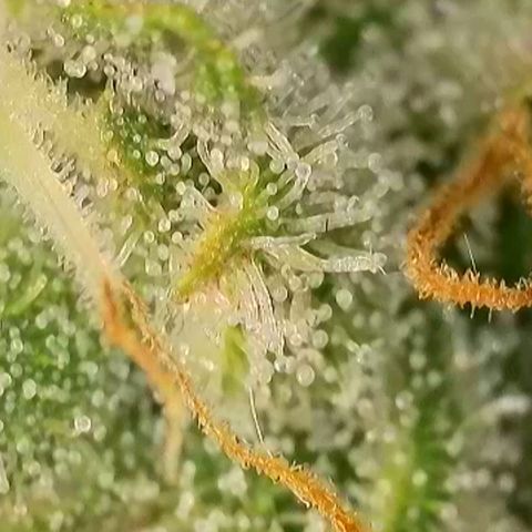 Do-Si-Dos Auto #1 growlog photo: Mikroskopaufnahmen