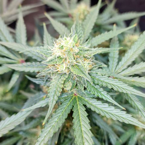 Do-Si-Dos Auto #1 growlog timeline photo
