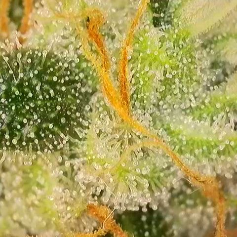 Do-Si-Dos Auto #1 growlog photo: Mikroskopaufnahmen