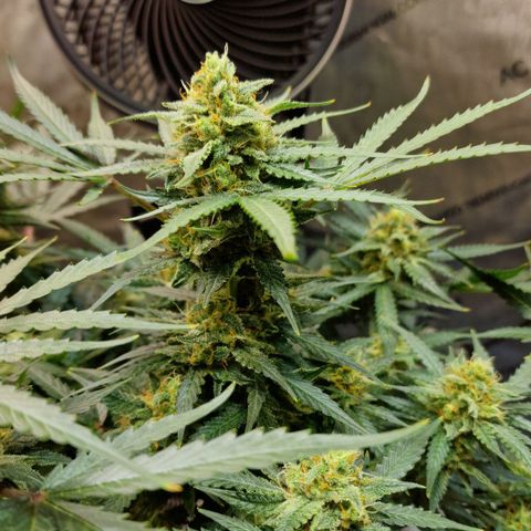 Do-Si-Dos Auto #1 growlog timeline photo