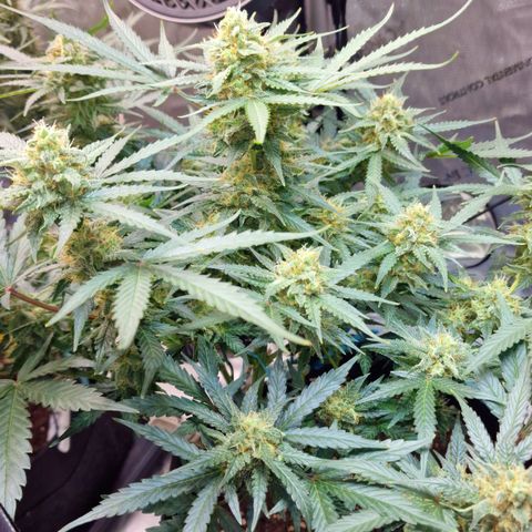 Do-Si-Dos Auto #1 growlog timeline photo