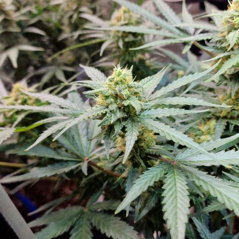 Do-Si-Dos Auto #1 growlog timeline photo