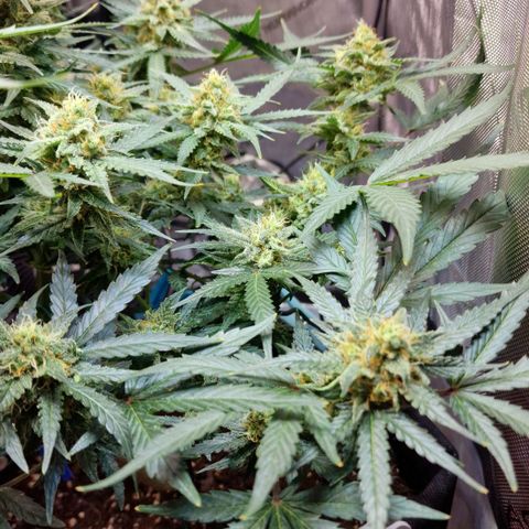 Do-Si-Dos Auto #1 growlog timeline photo