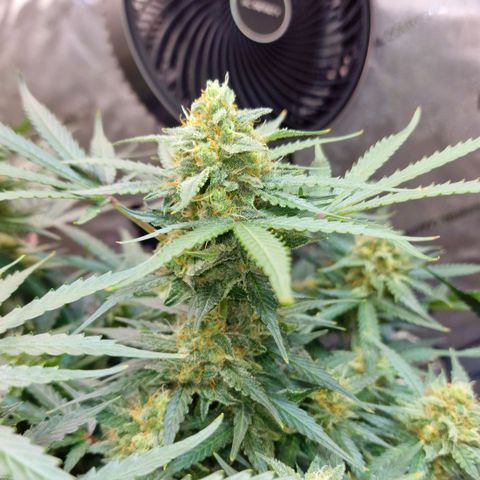 Do-Si-Dos Auto #1 growlog timeline photo