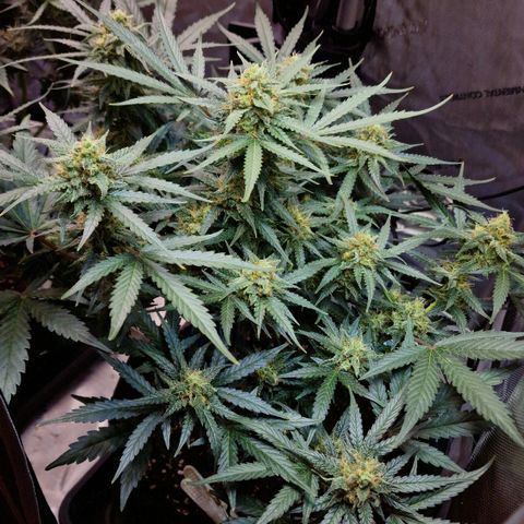 Do-Si-Dos Auto #1 growlog timeline photo