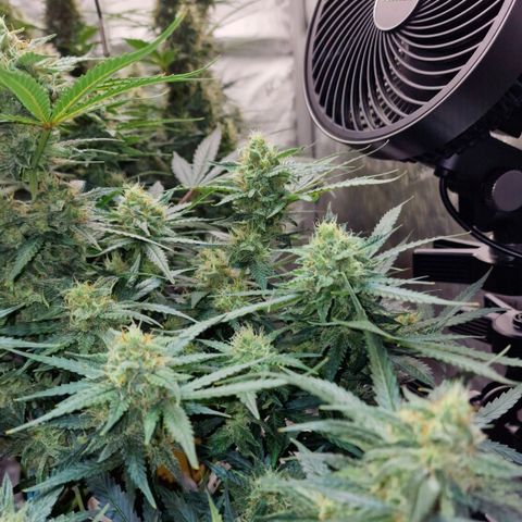 Do-Si-Dos Auto #1 growlog timeline photo