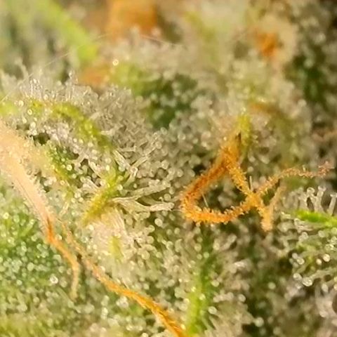 Do-Si-Dos Auto #1 growlog photo: Mikroskopaufnahmen