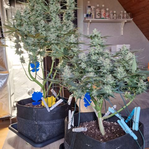 Do-Si-Dos Auto #1 growlog photo: Links Green Gelato Auto
Rechts Do-Si-Dos Auto