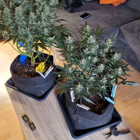 Do-Si-Dos Auto #1 growlog photo: Links Green Gelato Auto
Rechts Do-Si-Dos Auto