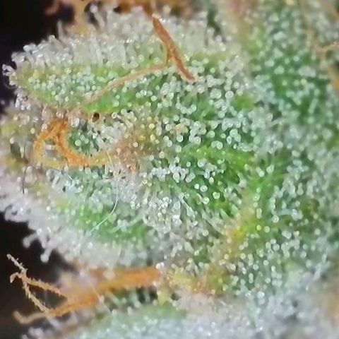 Do-Si-Dos Auto #1 growlog photo: Mikroskopaufnahmen, wenige Bernsteinfarbene Trichome zu sehen