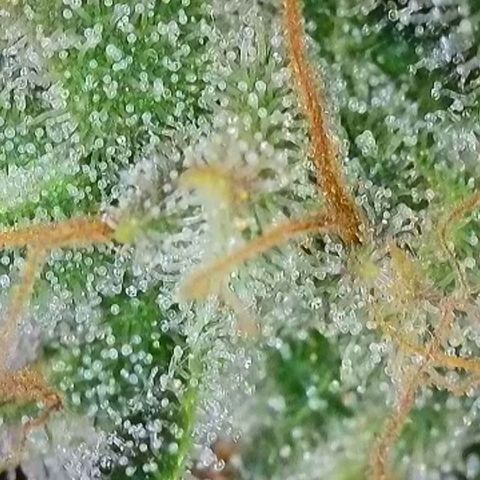 Do-Si-Dos Auto #1 growlog photo: Mikroskopaufnahmen, wenige Bernsteinfarbene Trichome zu sehen